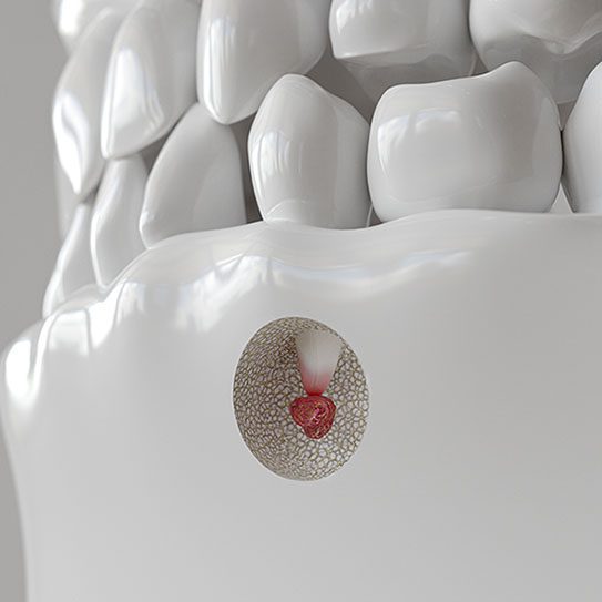 Endodontics Colorado Springs | Elevation Endodontics -